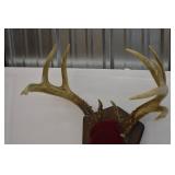 Deer Mounts