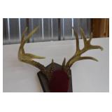 Deer Mounts