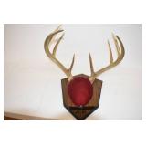 Deer Mounts