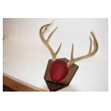 Deer Mounts