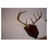 Deer Mounts