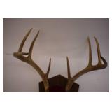 Deer Mounts