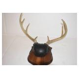 Deer Mounts