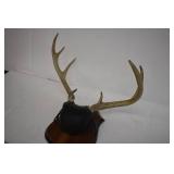 Deer Mounts