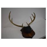 Deer Mounts