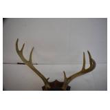 Deer Mounts