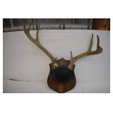Deer Mounts