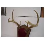 Deer Mounts