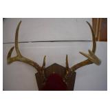 Deer Mounts