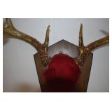 Deer Mounts