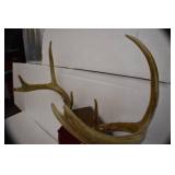 Deer Mounts