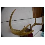 Deer Mounts
