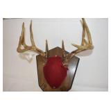 Deer Mounts
