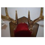 Deer Mounts