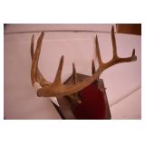 Deer Mounts