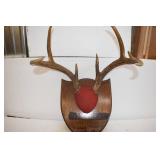 Deer Mounts