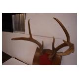 Deer Mounts