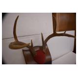 Deer Mounts