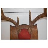 Deer Mounts