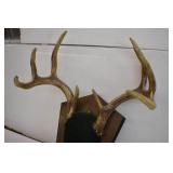 Deer Mounts