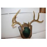 Deer Mounts