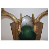 Deer Mounts
