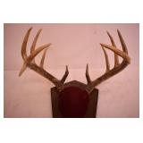Deer Anler Mount