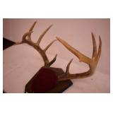 Deer Anler Mount