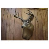 Deer Head Mount