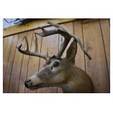 Deer Head Mount