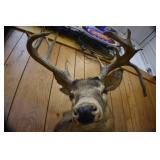 Deer Head Mount