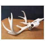 Deer Skull w/ Large Antler Rack