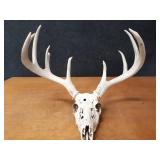 Deer Skull w/ Large Antler Rack
