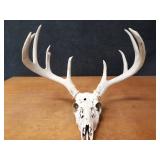 Deer Skull w/ Large Antler Rack