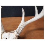 Deer Skull w/ Large Antler Rack