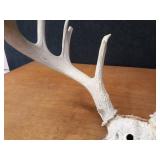 Deer Skull w/ Large Antler Rack