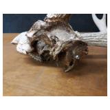 Deer Skull w/ Large Antler Rack