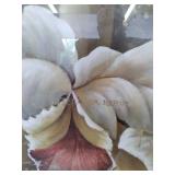 Large Art Piece 47" x 37" [2000]...