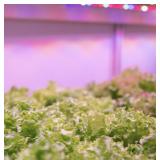 FEIT ELECTRIC 2 ft. 60-Watt Heavy-Duty White Hydroponic LED Non-Dimmable Indoor and Outdoor Linkable Vertical Grow Light Fixture