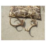 White Tail Rattling Horns & Dog Pad