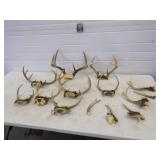 Deer Antlers