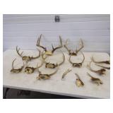 Deer Antlers