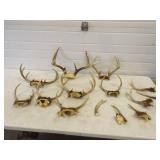 Deer Antlers
