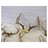 Deer Antlers