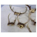 Deer Antlers