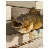 Walleye Mount