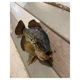 Crappie Mount