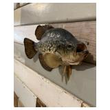 Crappie Mount