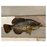 Crappie Mount