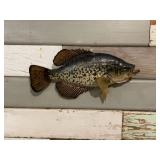 Crappie Mount